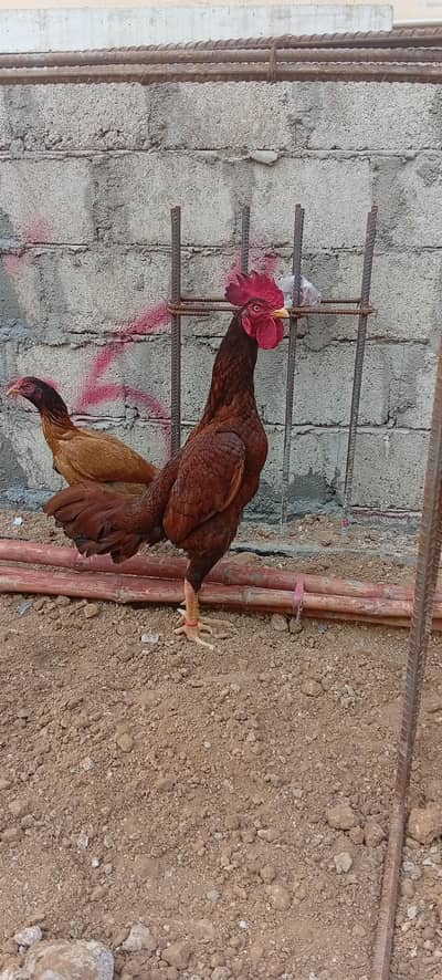 Adeel Bengum Satmohra  unique colour