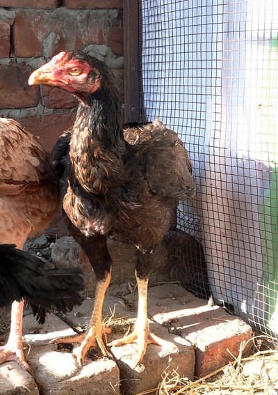 top class pathi available murga murga hen Madi