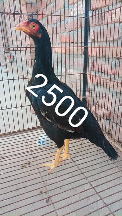 Pure Aseel Khajuri Female // Price Fixed Hai