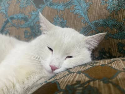 I want to sale a white cat in a good price