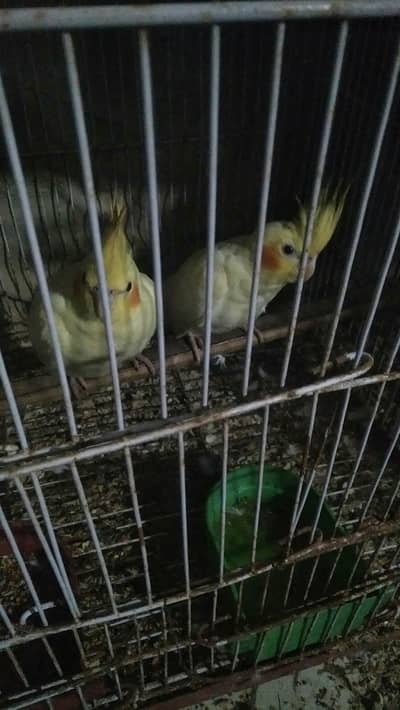 comman white red eyes cocktail pair