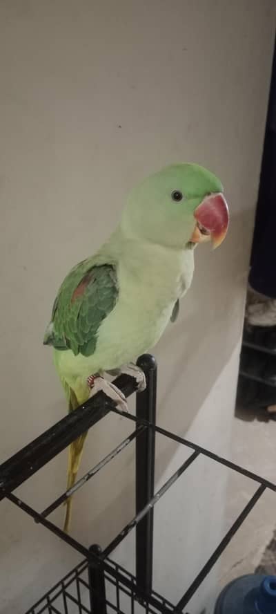 Raw Parrot for Sale 0301-1156063