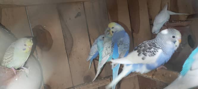 quality birds rambow pathay