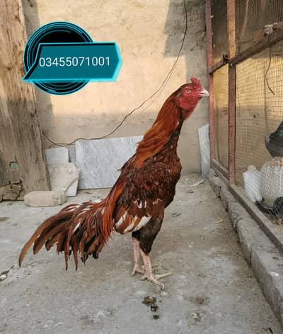 Pure Mianwali aseel male and Bangam females