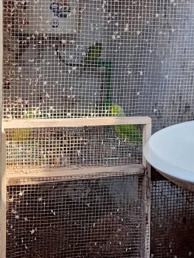 1 breeder pair and 2 patty parrot for sale