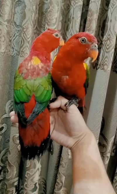 chattering Lorikeet tamed 03156376925