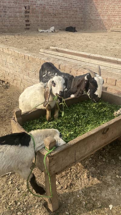 Goats For sale