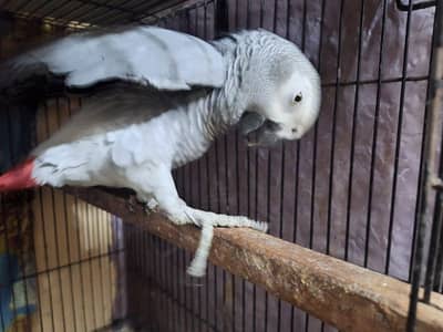 African grey 100%Breedar female