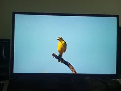 dell IPS led 23 inch