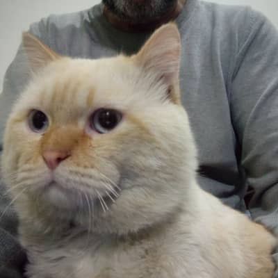 British shorthair male