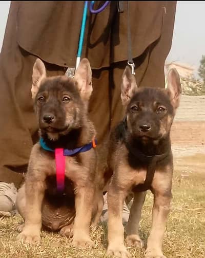 Alsatian bagiyadi full security dog piar for sale