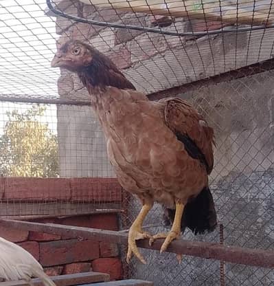 aseel murgia 03446975873