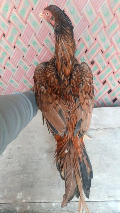 High Quality Peela Male Available