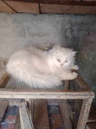 2 Female cats 1 Male cat