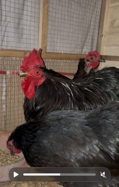 Bantam Hens For Sale