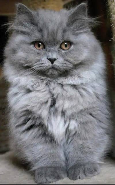 Grey Persian Cat