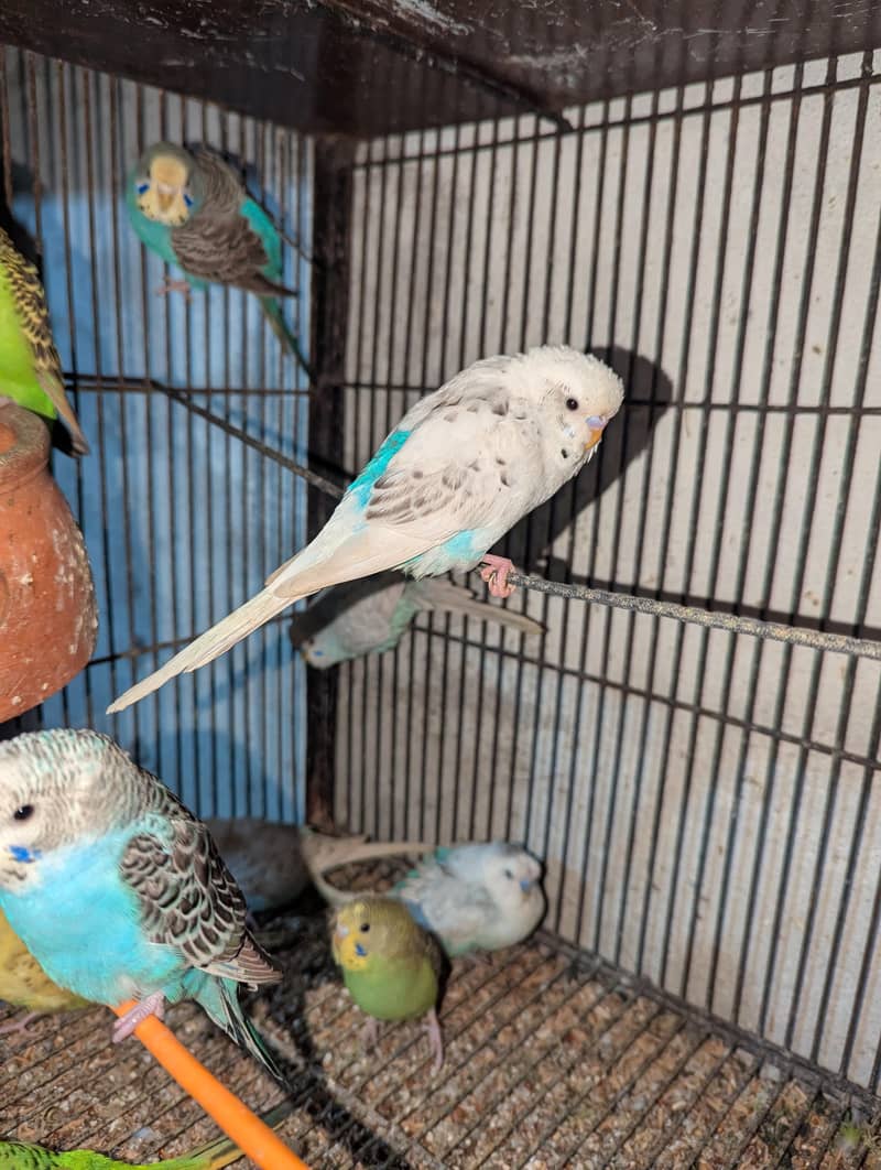 cocktail,java and budgies 0