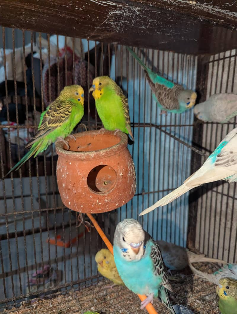 cocktail,java and budgies 1