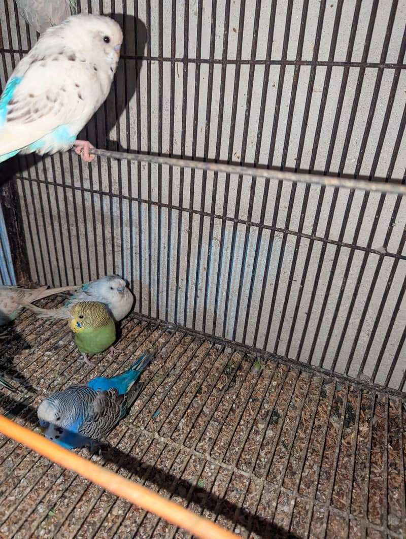 cocktail,java and budgies 2