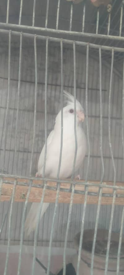 cocktail 4 months pair