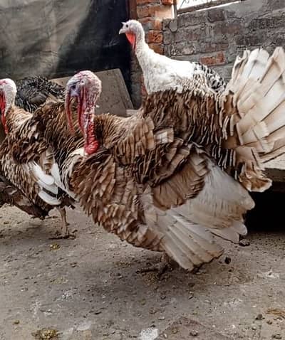 Turkey Bird, Chicks, and Eggs