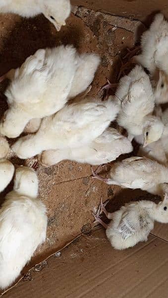 Turkey Bird, Chicks, and Eggs