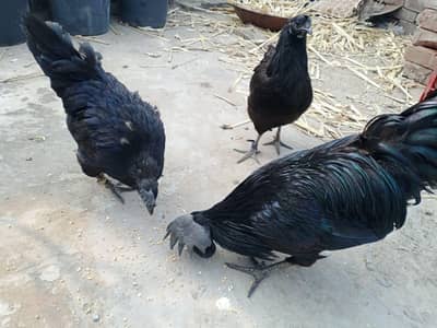 1 murga, 2 murgi, Total 3, //3no Ka rate hai yh.