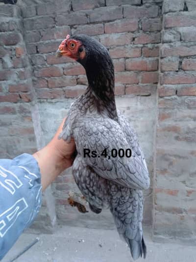 3 Aseel females for sale. . .