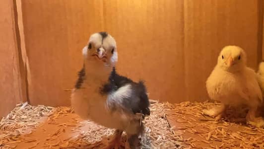 all breed chicks available in bulk contact 0313-4099129