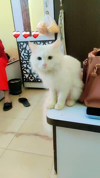 Persian cat Female