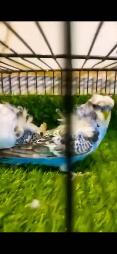Hogoromo pairs different prices breeder and adult quality bird's