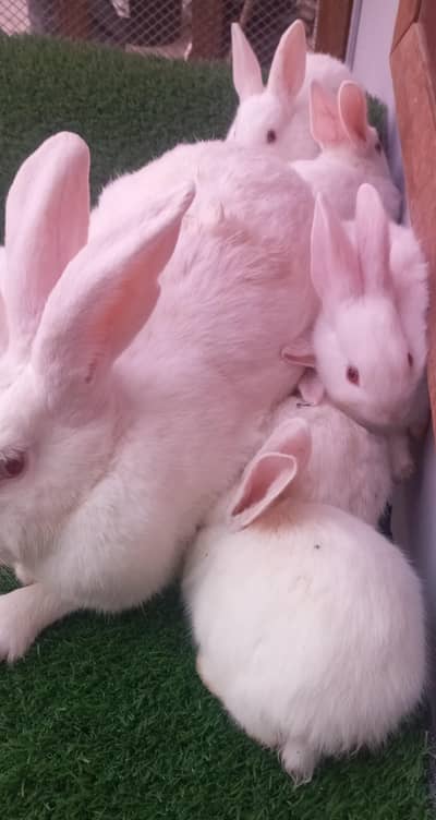 Newzealand white bunny/pathay/female with kids