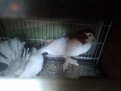 laka kabutar/ lakwa kabotar