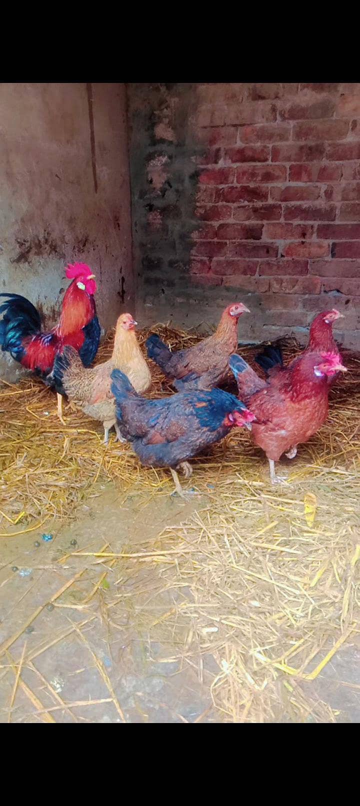 انڈوں والی مرغیا ں فار سیل گھر کی پالی ہوئی مرغیاں انڈے دے رہی ہیں 0