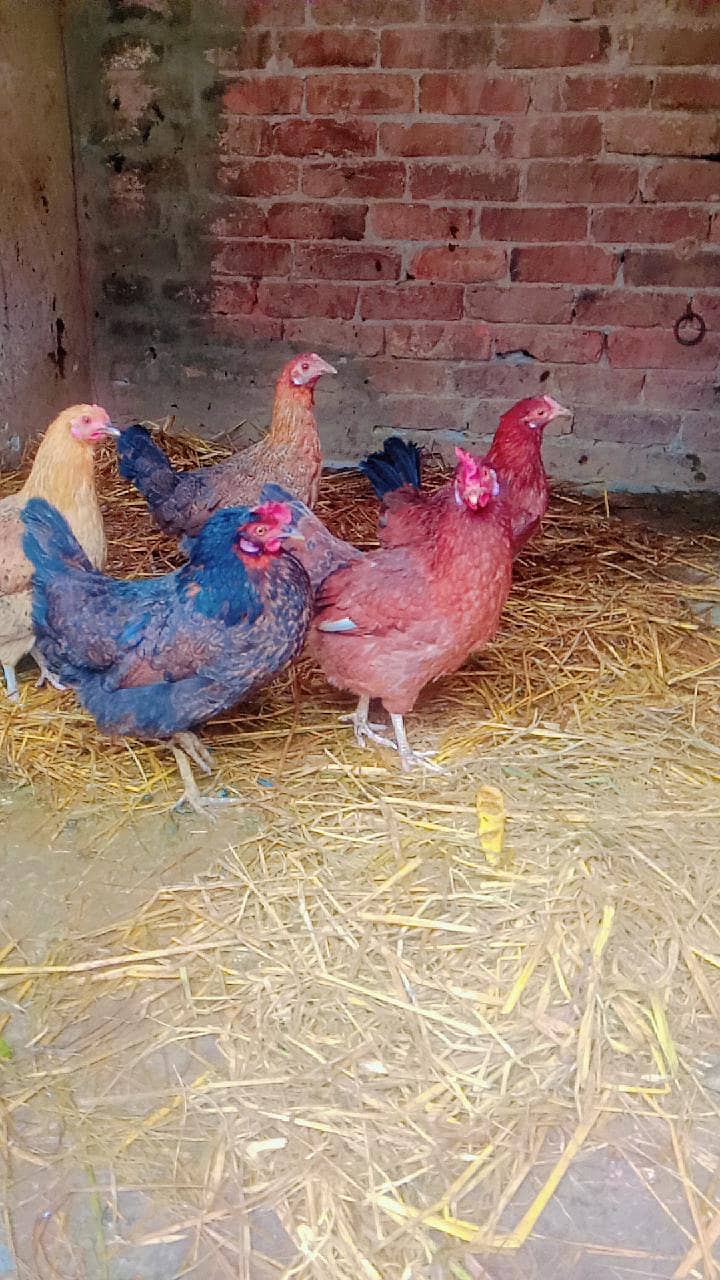 انڈوں والی مرغیا ں فار سیل گھر کی پالی ہوئی مرغیاں انڈے دے رہی ہیں 1