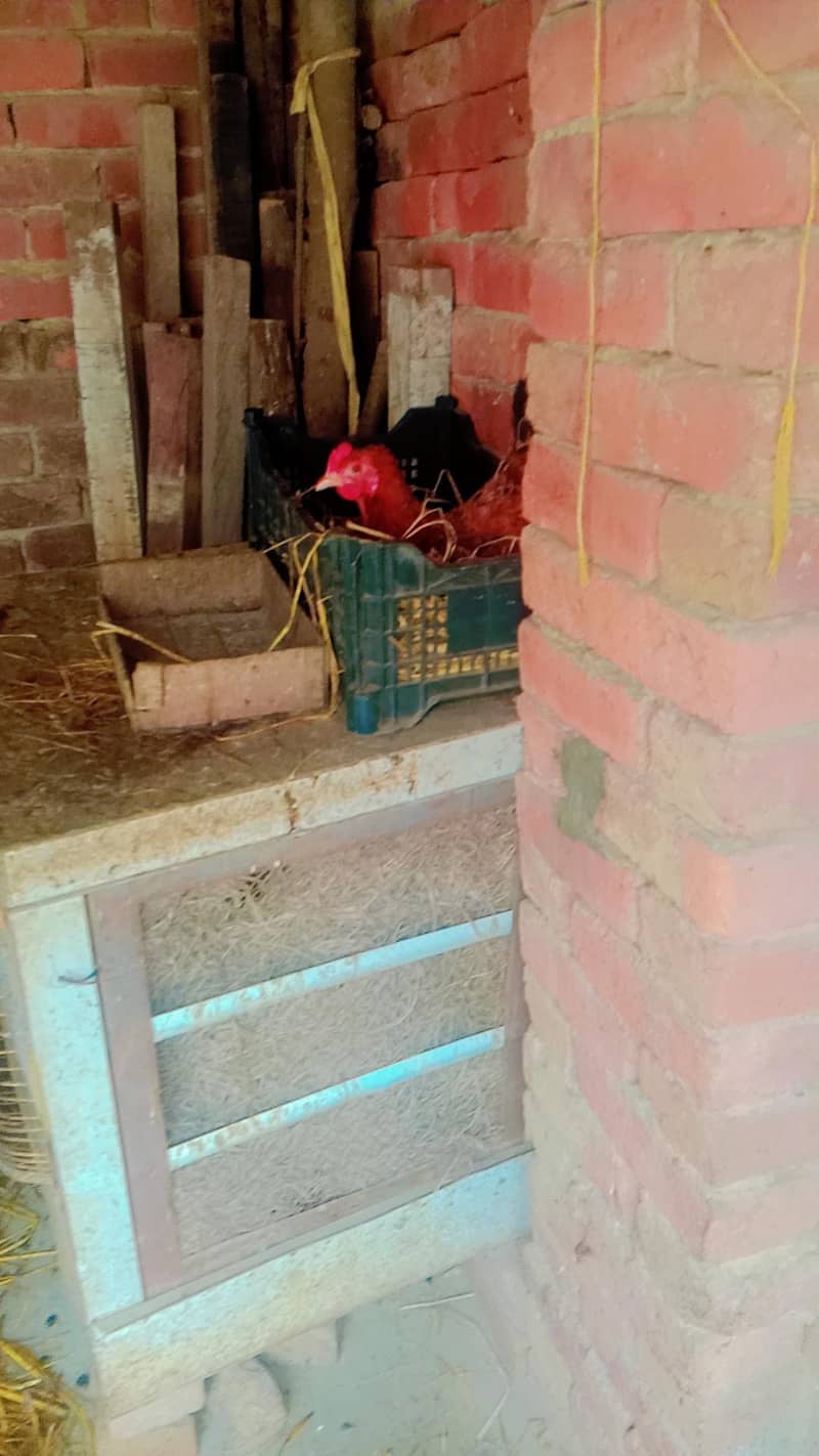 انڈوں والی مرغیا ں فار سیل گھر کی پالی ہوئی مرغیاں انڈے دے رہی ہیں 2