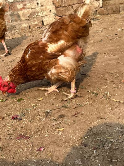 Lohmaan Brown n Golden Murgi
