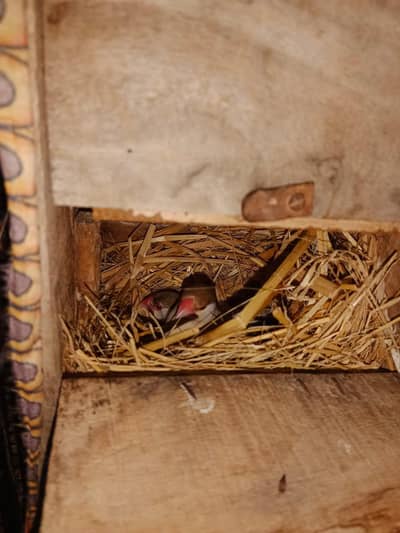 Bareedr pairs chick and eggs