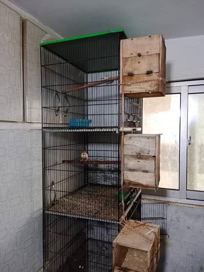 Bareedr pairs chick and eggs