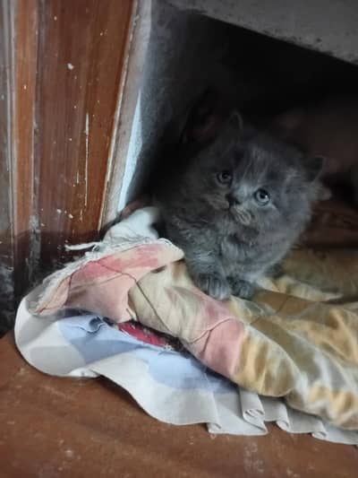 We are selling Persian kittens male and female