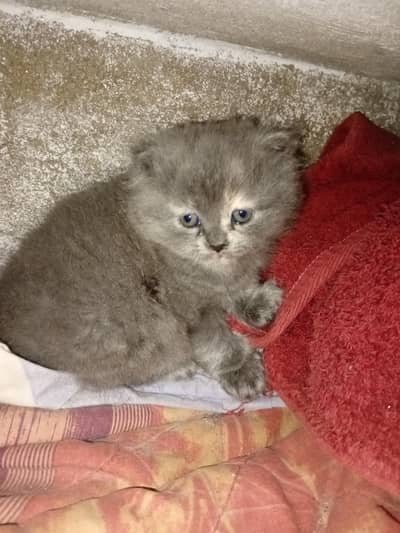 We are selling Persian kittens male and female