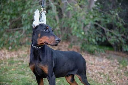 I want to sale my doberman puppy