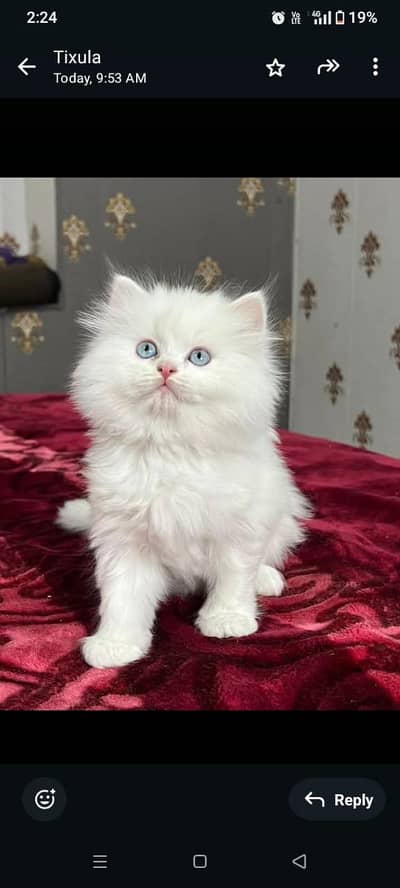 Persian cat 2 month age My WhatsApp number 0301=35.64. 795for sale