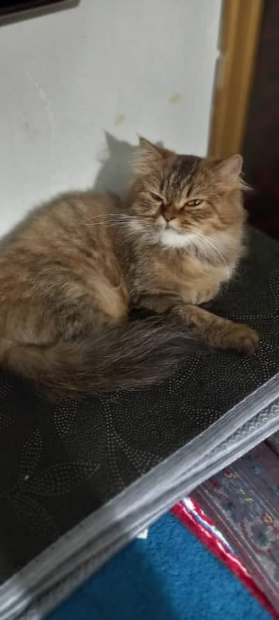 Persian semi punch face female color jinjer and black tiger print cat.