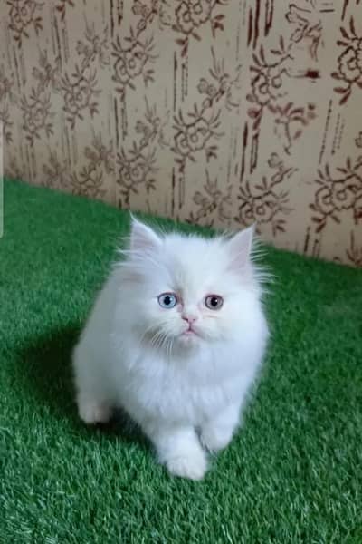 Beautiful White Persian Cat for Sale (Blue Eyes) and [black Eyes]