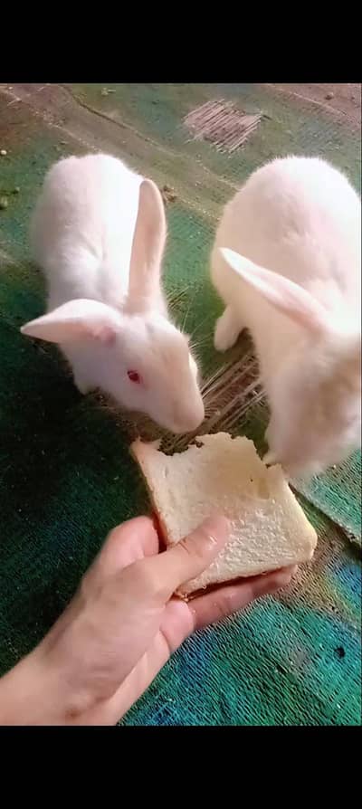 newziland White cross Breeder Rabbit pair Female is pregnant