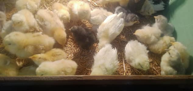 fancy chicks / fancy hens / fancy breed hens / heavy buff /golden buff