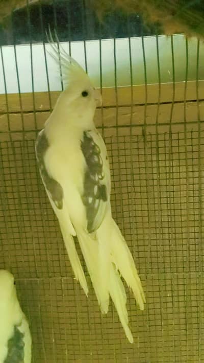 v pied 2 male available. . 0336.4306545. .