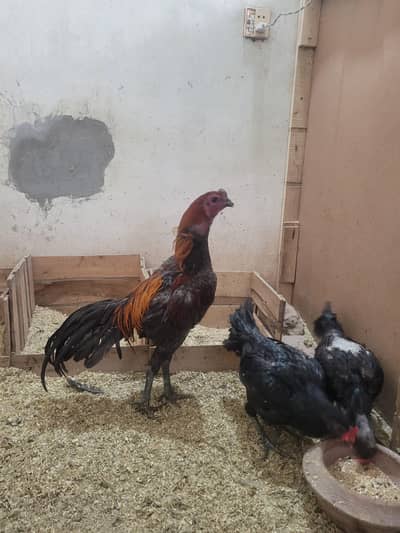 Blue dragon male 70k breeder trio