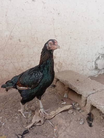 Mianwali aseel murgi for sale